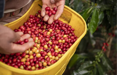 cosecha de los granos de café