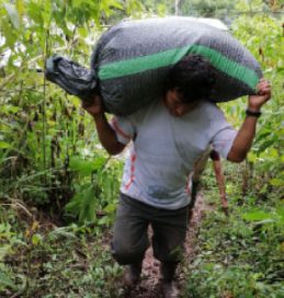 traslado del café en sacos